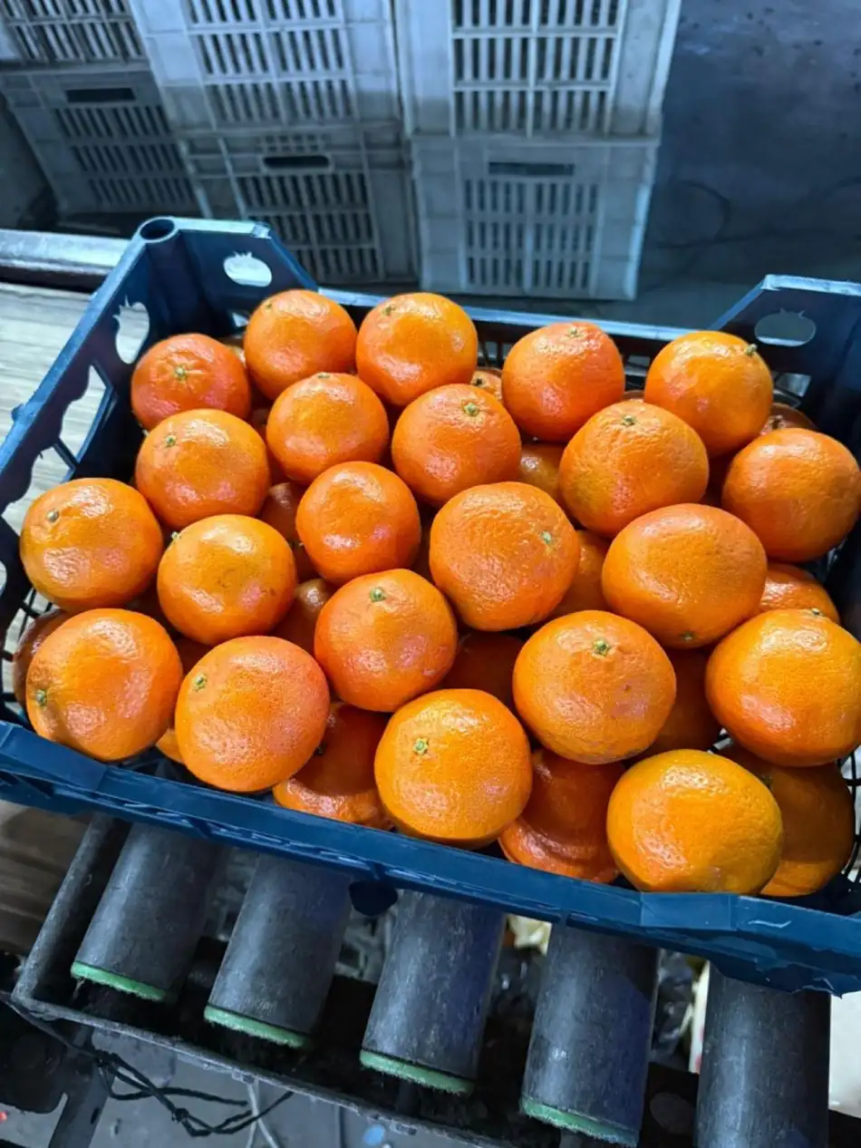 Fresh Egyptian mandarins on the packing line