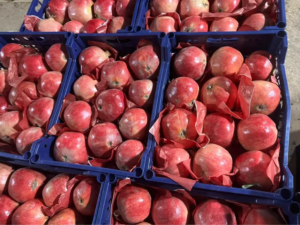 Crates of fresh Egyptian pomegranates packed for export