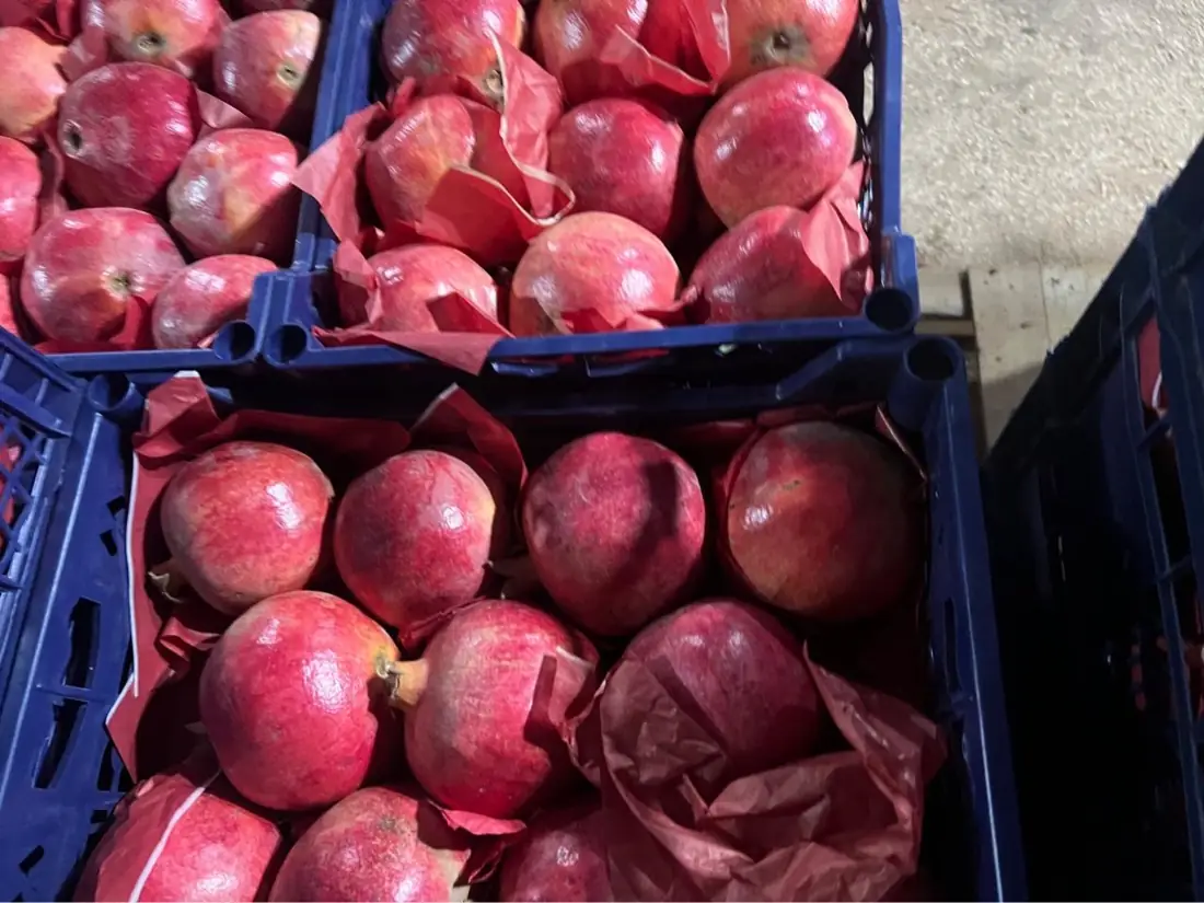 Fresh pomegranates in export crates